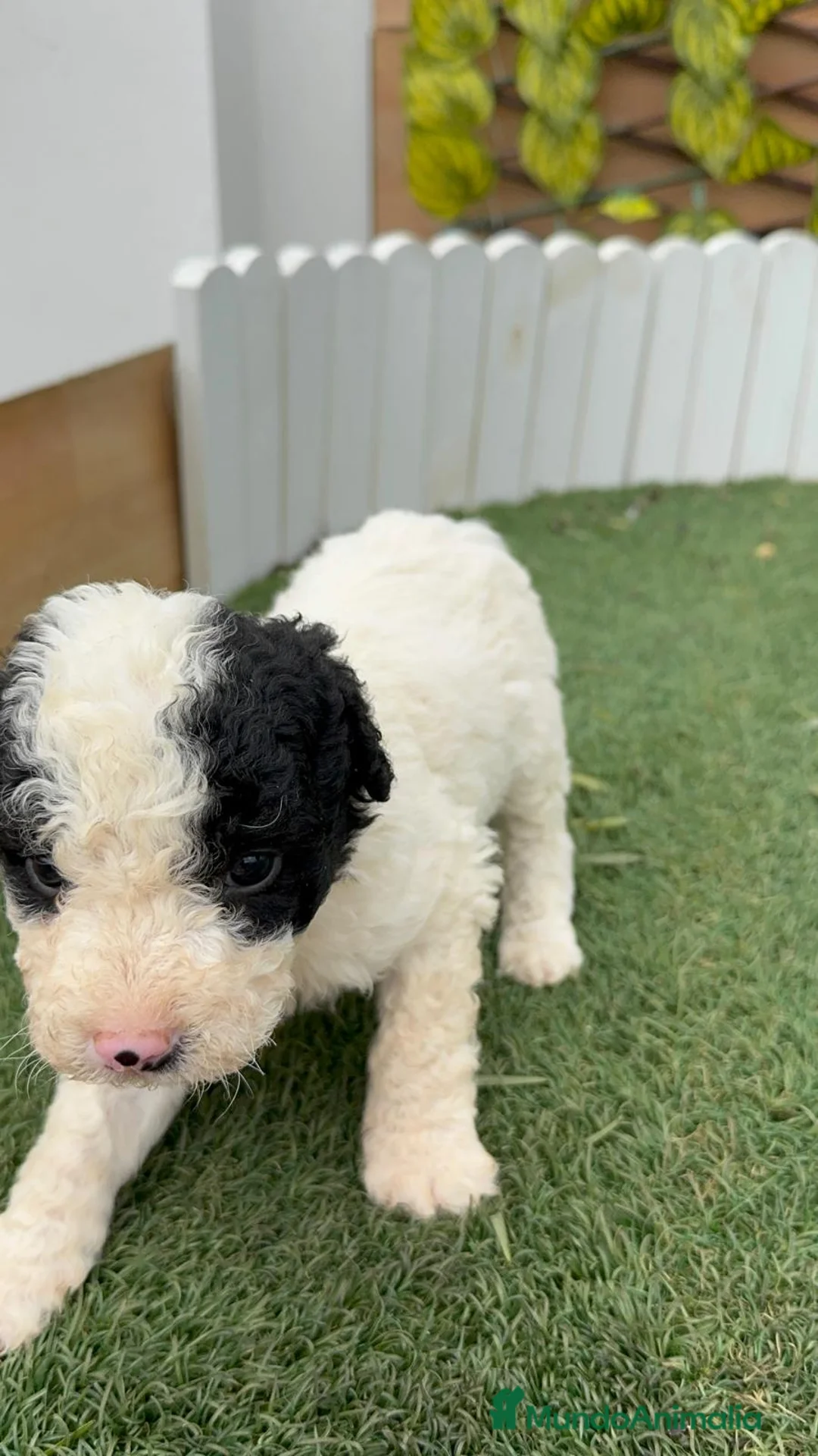 Perro de Agua Español perros en venta: PERRO DE AGUA HEMBRA - Anuncio 13