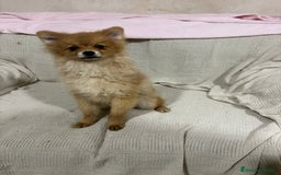 Pomerania perros en venta: Pomeranias machos 6 meses - Anuncio 13