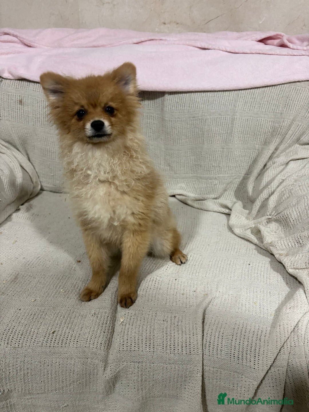 Pomerania perros en venta: Pomeranias machos 6 meses - Anuncio 13