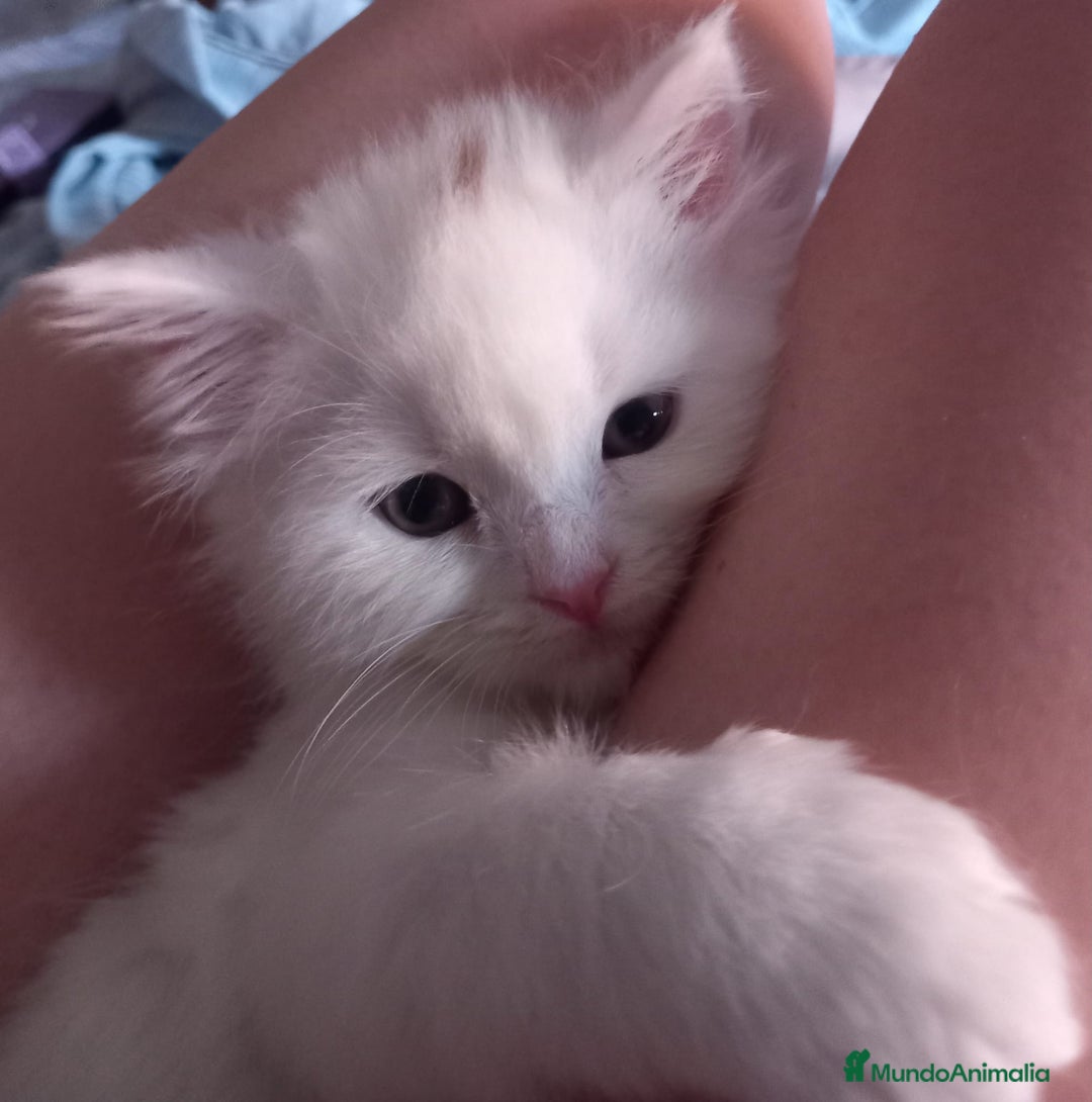 Persa gatos en venta: Gata persa - Imagen 7