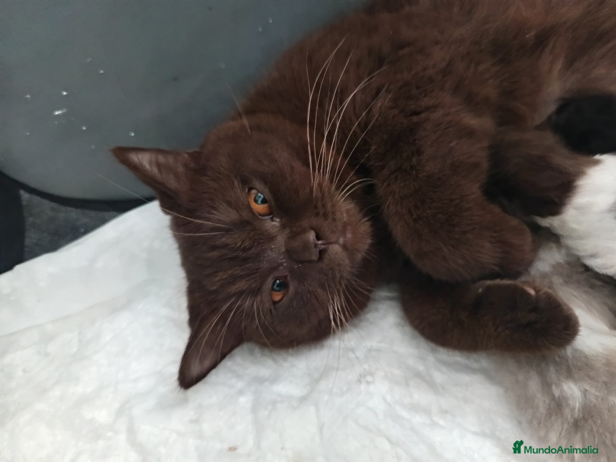 Británico de Pelo Corto gatos British shorthair bicolor chocolate  - Anuncio 1