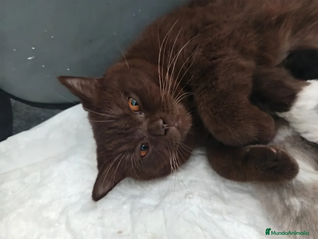 Británico de Pelo Corto gatos en venta: British shorthair bicolor chocolate  - Anuncio 1