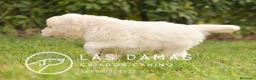 Golden Retriever perros en venta: GOLDEN RETRIEVER DISPONIBLES  - Anuncio 5