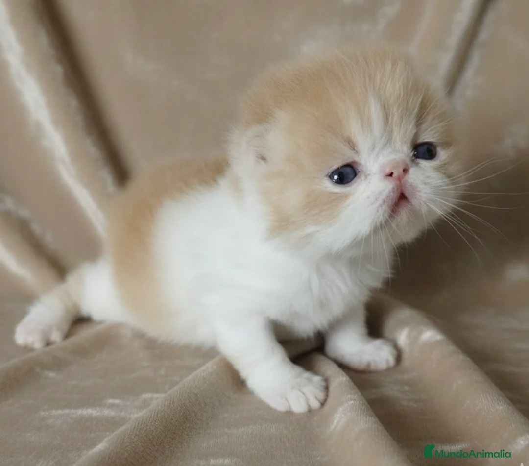 Persa gatos en venta: Gatito persa bicolor crema  - Anuncio 4