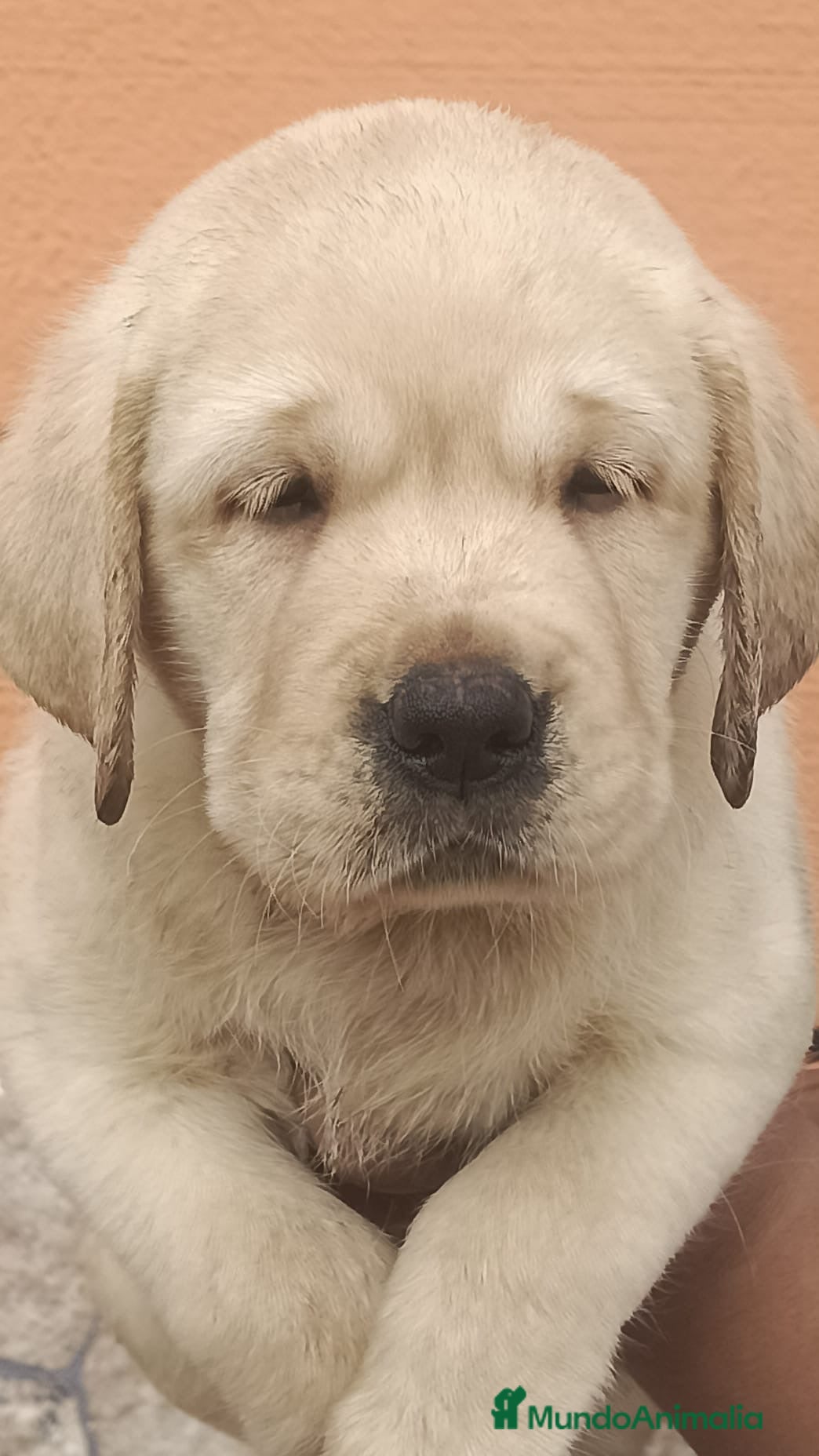 Labrador Retriever perros Espectaculares Labrador retriever 🐶🐾🔥 - Anuncio 1