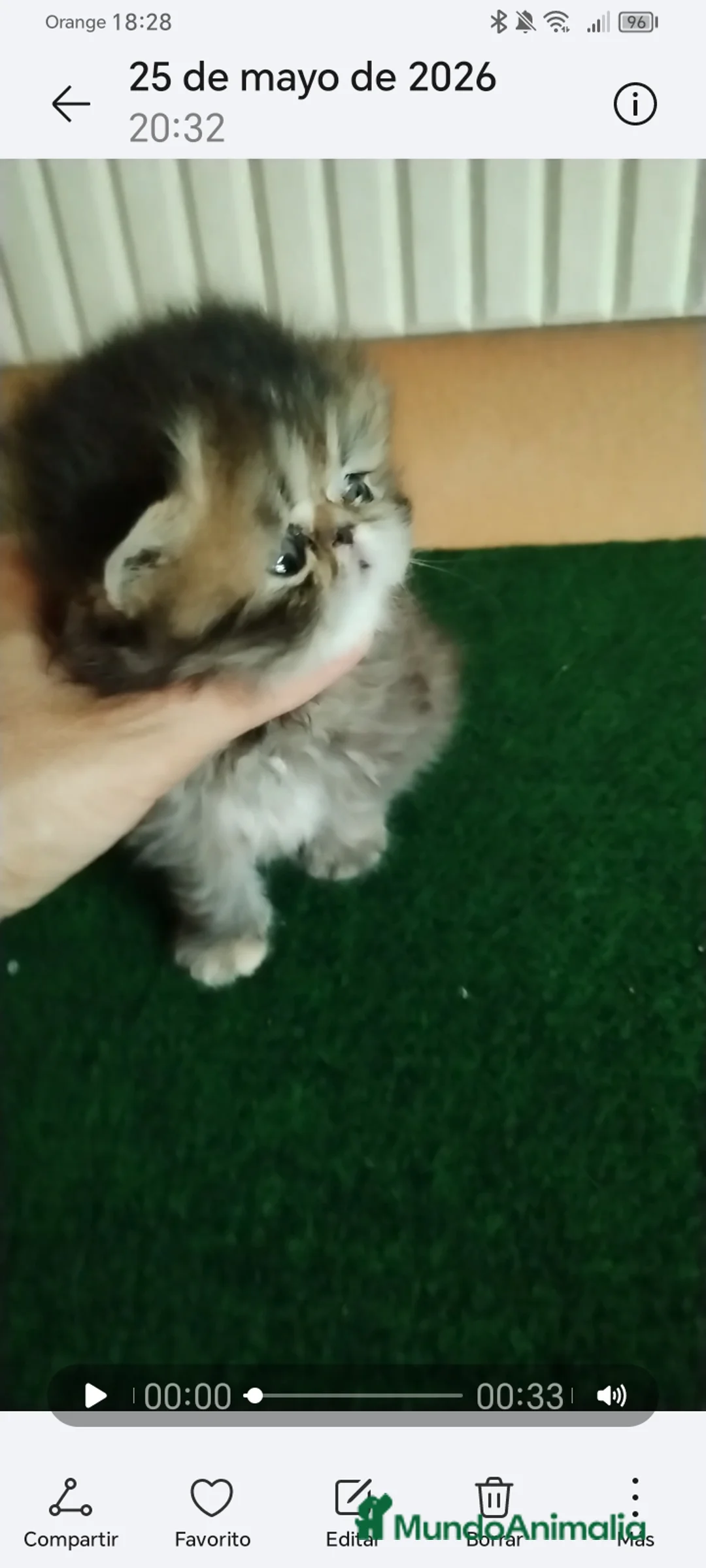 Persa gatos en venta: Cachorra Persa Pura - Anuncio 2