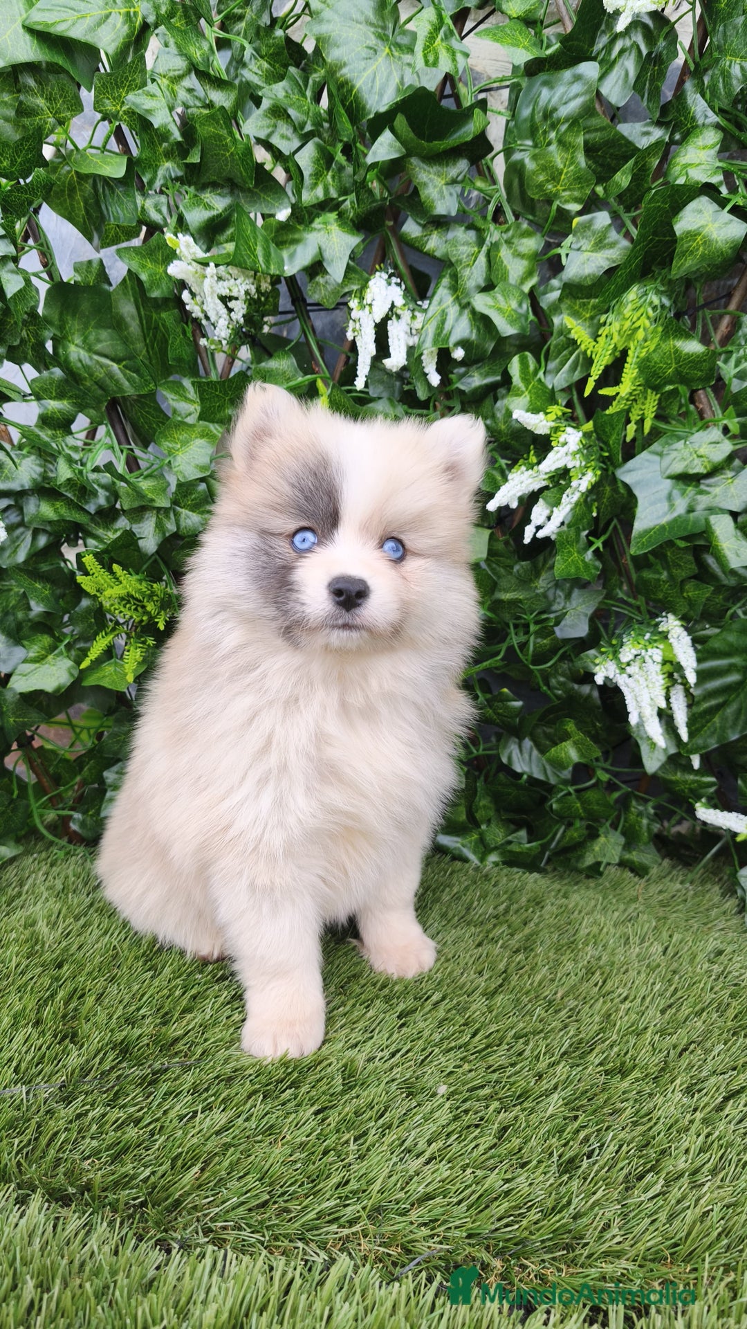 Raza Mixta perros en venta: Mini bordercollie ( borderpom) - Anuncio 3