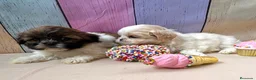 Shih Tzu perros en venta: Shih tzu hembras disponibles  - Anuncio 6