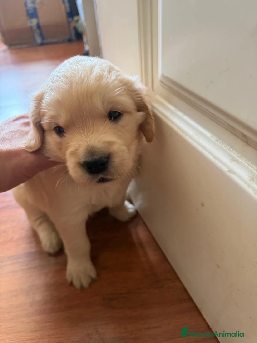 Golden Retriever perros en venta: Preciosos golden retriever🔥🐾 - Anuncio 2