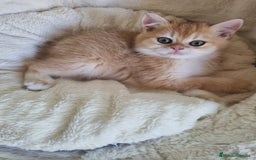 Británico de Pelo Corto gatos en venta: British Golden Chinchilla - Imagen 1