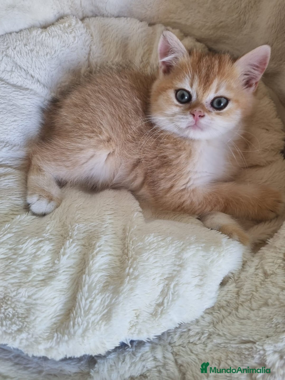 Británico de Pelo Corto gatos en venta: British Golden Chinchilla - Imagen 1