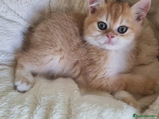 Británico de Pelo Corto gatos British Golden Chinchilla - Anuncio 5