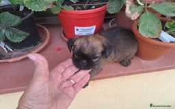 Grifón de Bruselas perros en venta: Griffon de bruselas - Imagen 4
