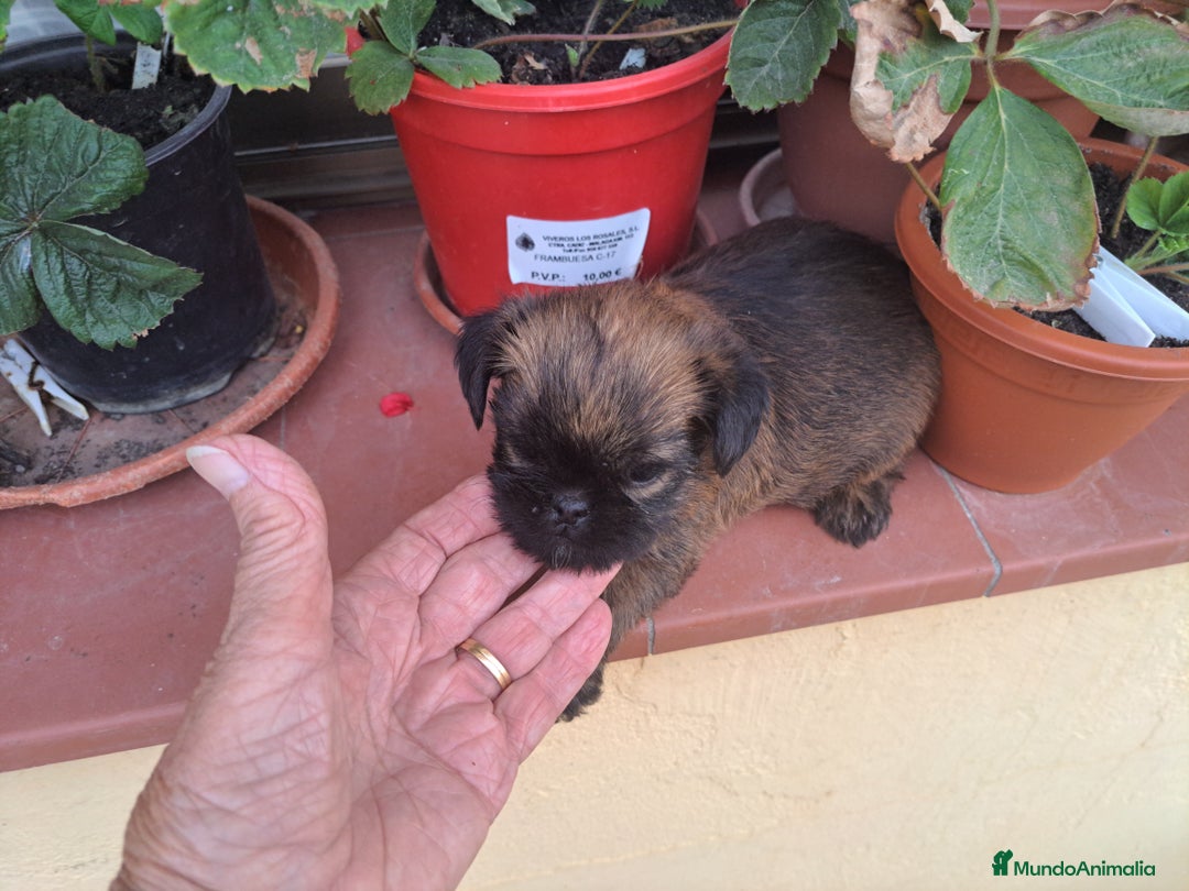 Grifón de Bruselas perros en venta: Griffon de bruselas - Imagen 4