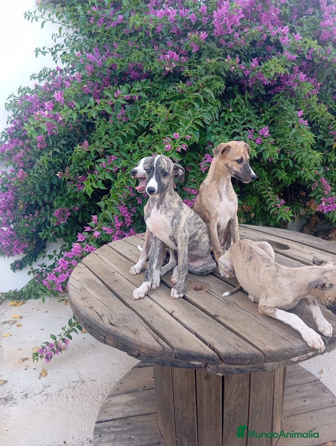 Whippet perros en venta: Whippet - Imagen 8