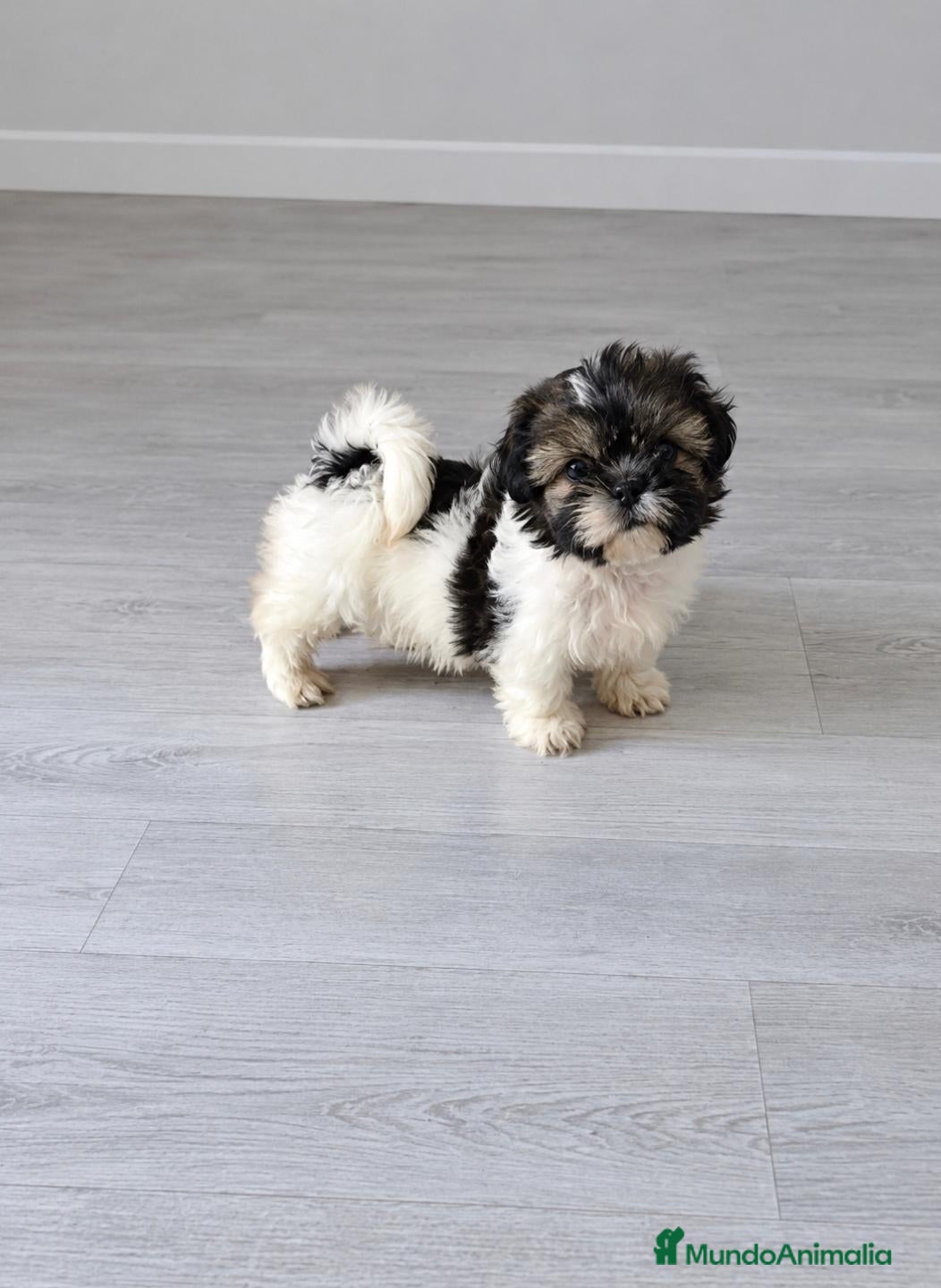 Shih Tzu perros Hembra de Shit shu - Anuncio 1