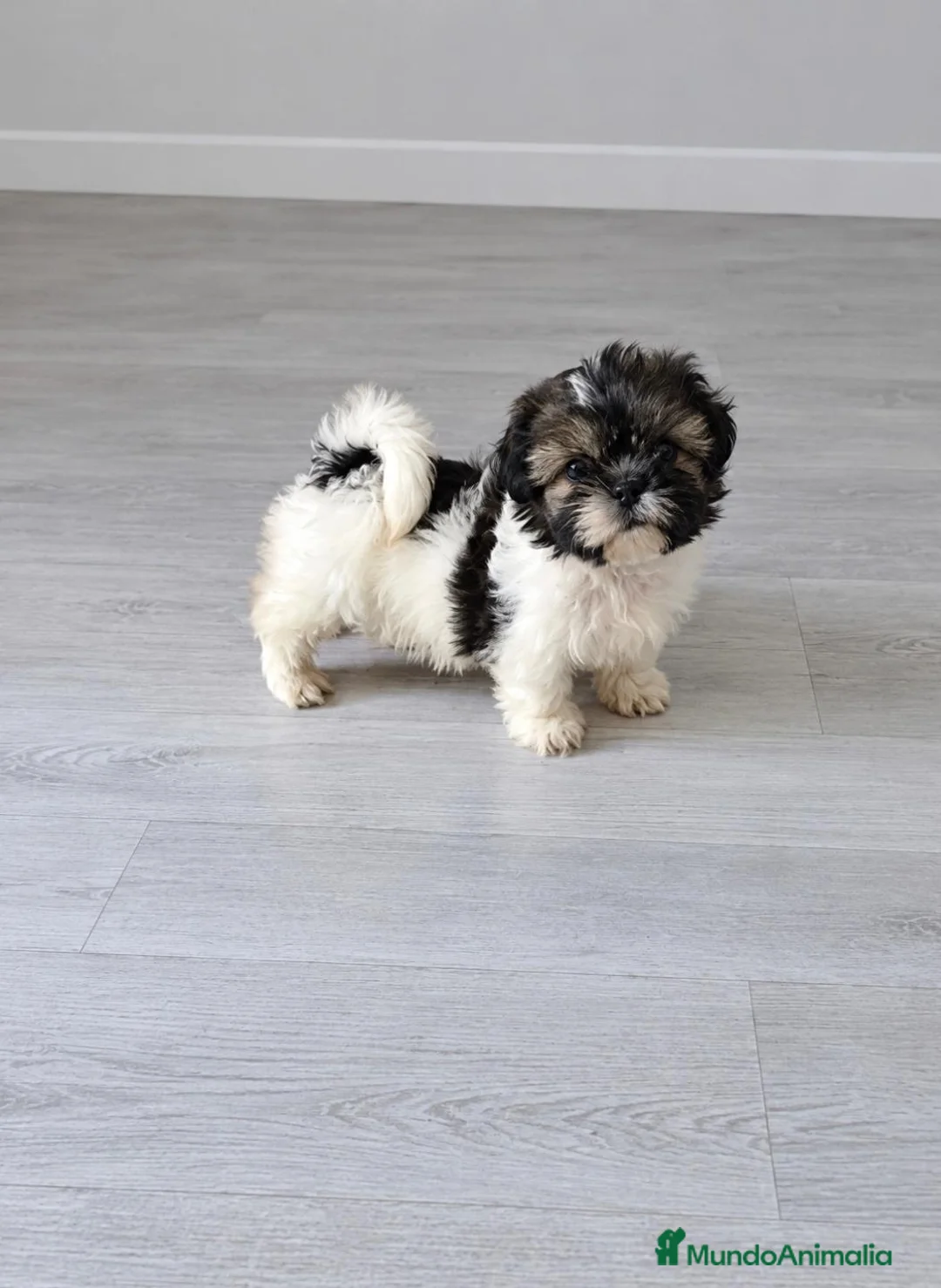 Shih Tzu perros en venta: Hembra de Shit shu - Anuncio 1