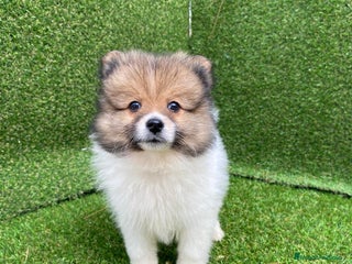 Pomerania perros en Badajoz - Anuncio 2