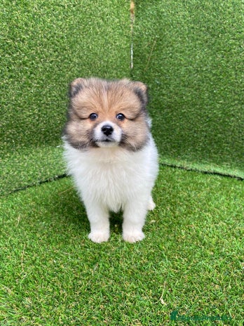 Pomerania perros en Badajoz - Anuncio 11