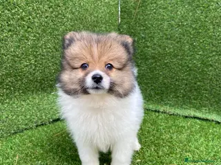 Pomerania perros POMERANIAS DE ENSUEÑO ~~~~ en Badajoz - Anuncio 41