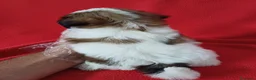 Shih Tzu perros en venta: Shitzhu  - Anuncio 3