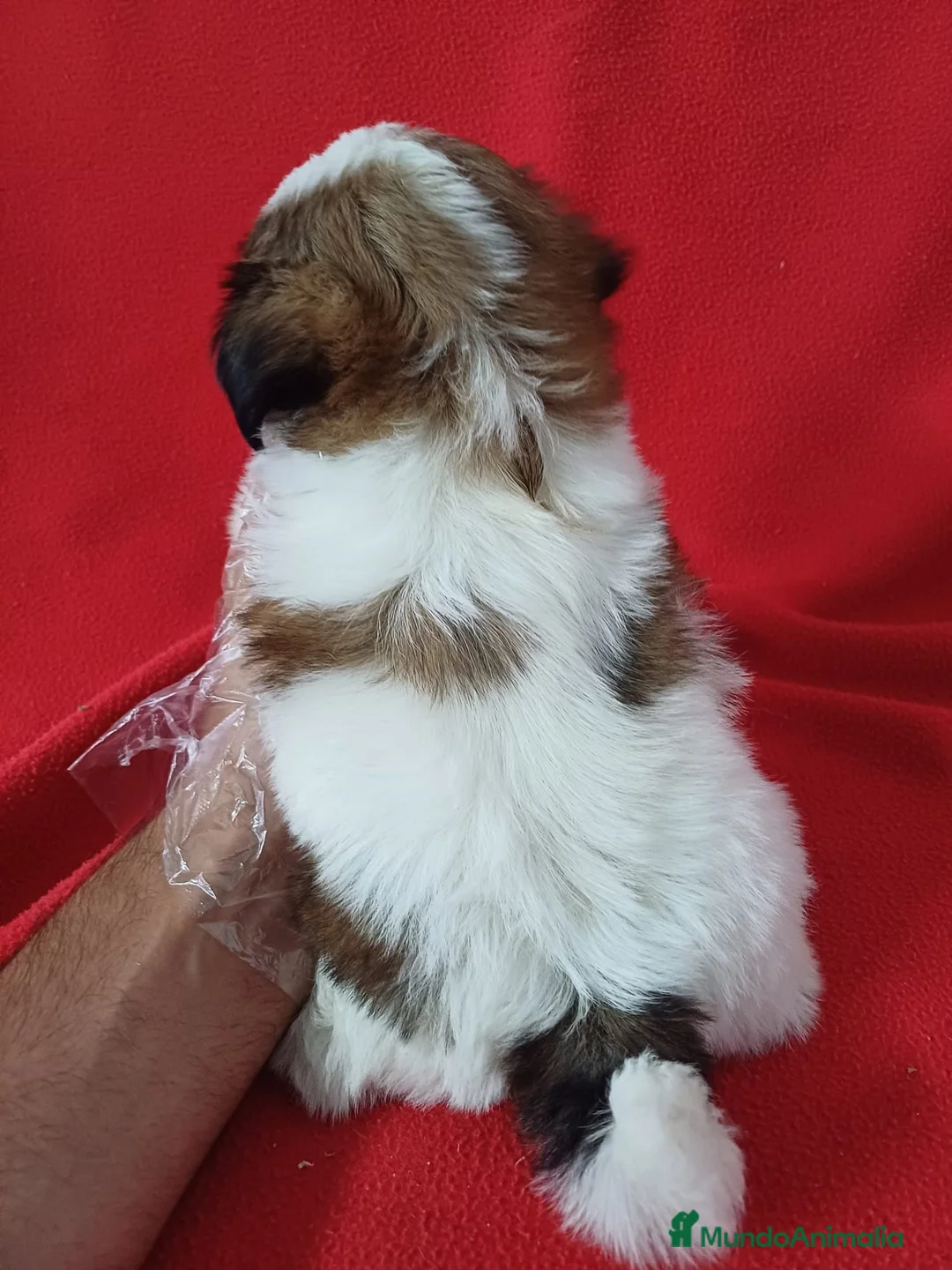 Shih Tzu perros en venta: Shitzhu  - Anuncio 3
