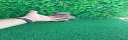 Chihuahua perros en venta: PRECIOSOS CHIHUAHUA RUSO Y ASIÁTICO  - Anuncio 4