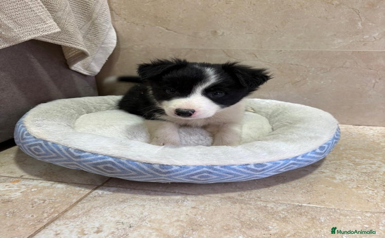 Border Collie perros Border collie  - Anuncio 4