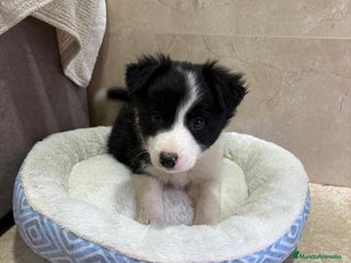 Border Collie perros Border collie - Anuncio 4