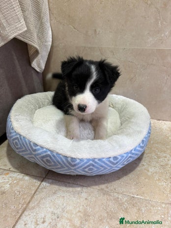 Border Collie perros Border collie - Anuncio 2