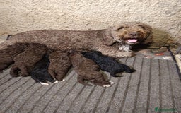 Perro de Agua Español perros en venta: Perro de agua  - Anuncio 1