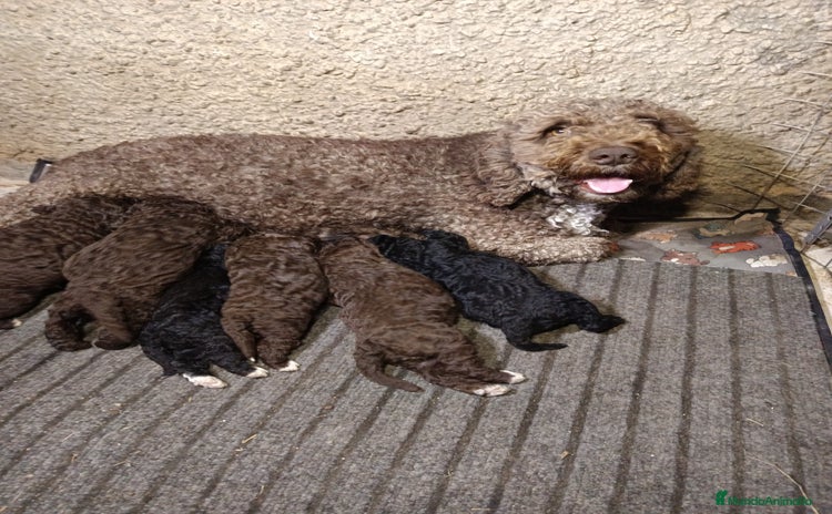 Perro de Agua Español perros Perro de agua  - Anuncio 1