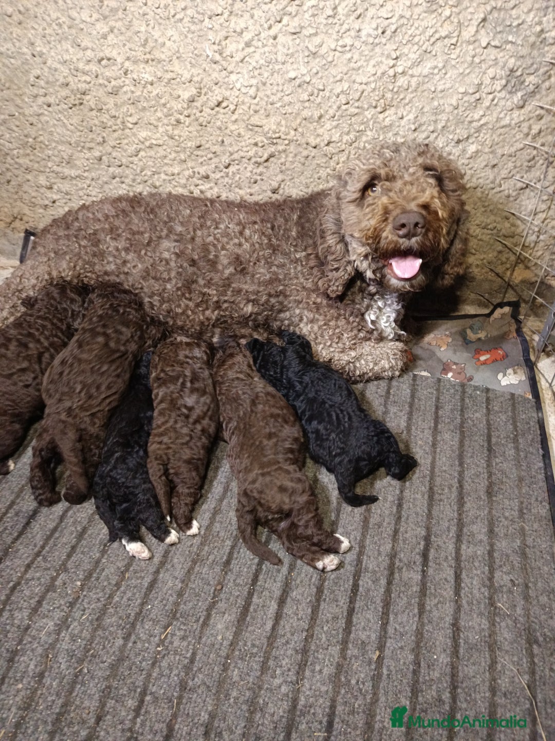 Perro de Agua Español perros en venta: Perro de agua  - Anuncio 1