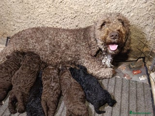 Perro de Agua Español perros Perro de agua - Anuncio 1