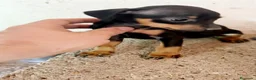 Pinscher Miniatura perros en venta: Pinscher miniatura - Anuncio 2