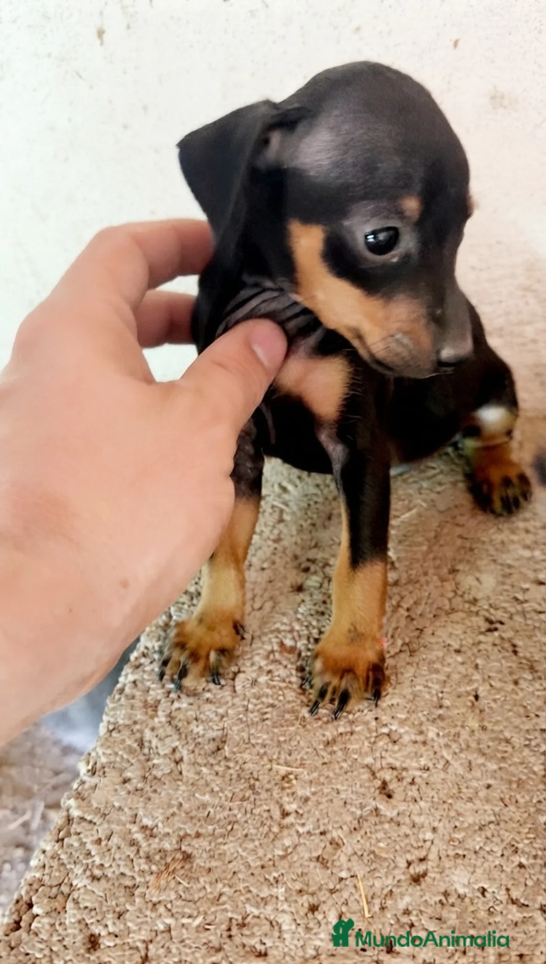 Pinscher Miniatura perros en venta: Pinscher miniatura - Anuncio 2