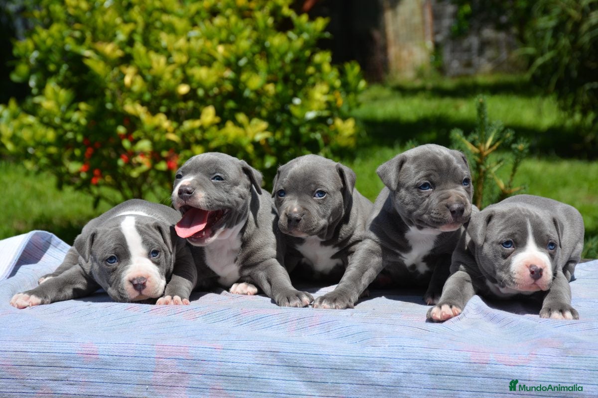 American Staffordshire-Terrier perros AMERICAN STAFFORD BLUE OJOS AZULES en Sevilla - Anuncio 2