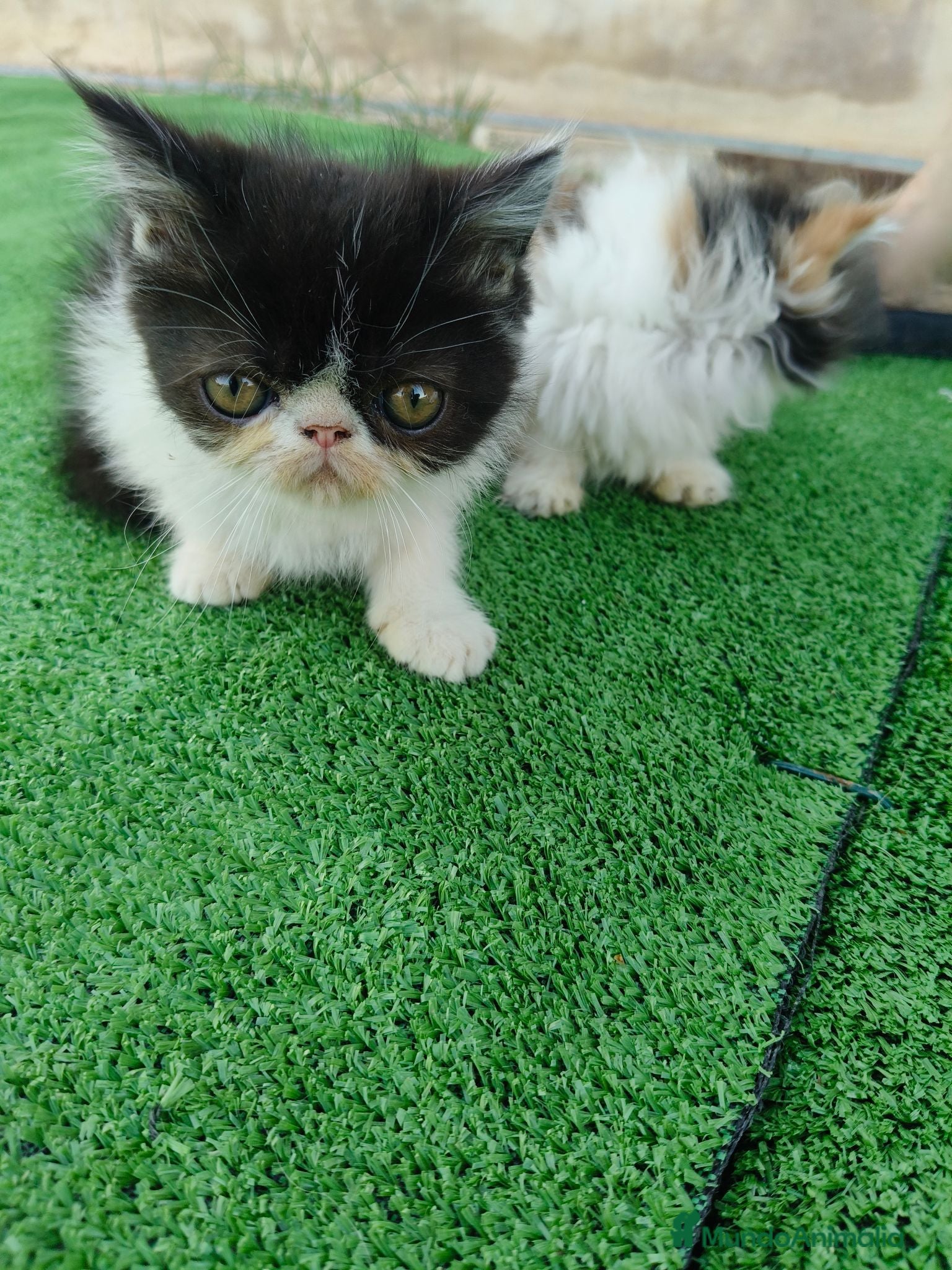Persa gatos Gatitos persas de compañia - Anuncio 1
