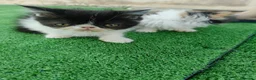 Persa gatos en venta: Gatitos persas de compañia - Anuncio 1