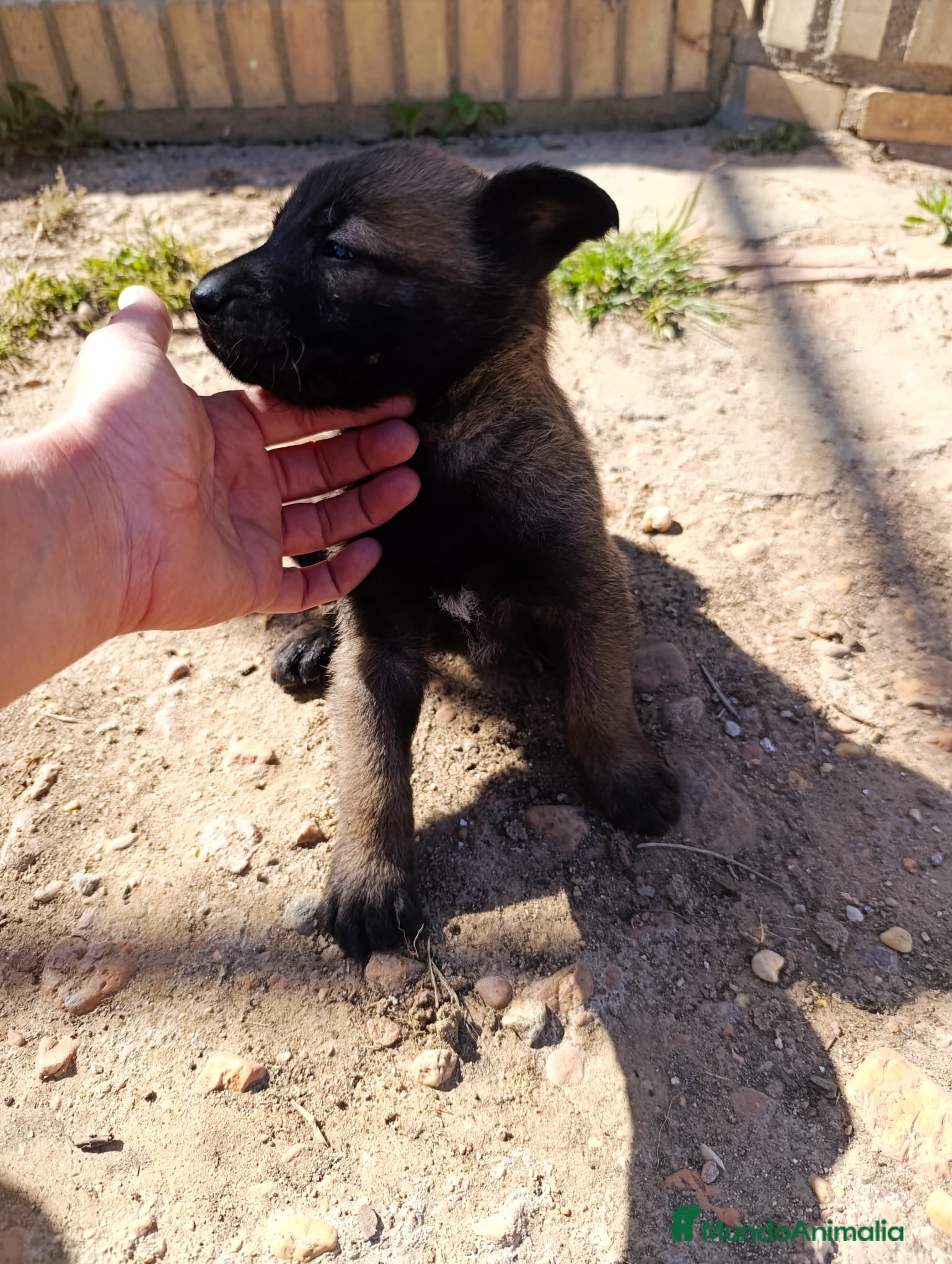 Pastor Belga Malinois perros Pastor belga malinois de calidad  - Anuncio 1