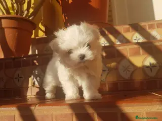 Bichón Maltés perros Bichón maltés miniatura en Badajoz - Anuncio 6