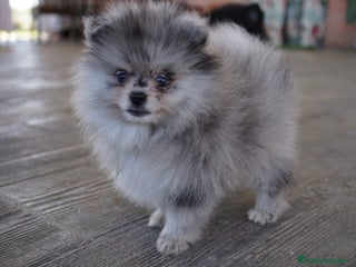 Pomerania perros - Anuncio 2