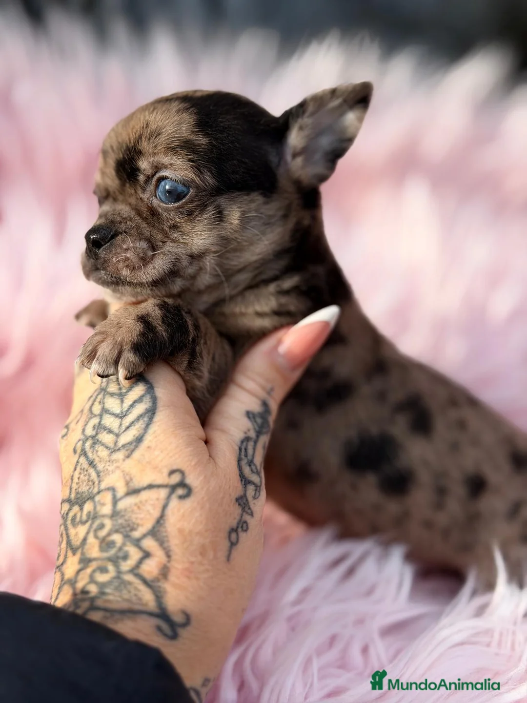 Chihuahua perros en venta: CHIHUAHUA MERLÉ  - Anuncio 4