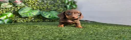 Teckel Miniatura perros en venta: TECKEL MINIATURA & KANNINCHEN - Anuncio 1