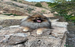 Pomerania perros para monta: Disponible para monta — Pomerania macho - Imagen 1