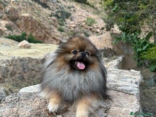 Pomerania perros - Anuncio 38