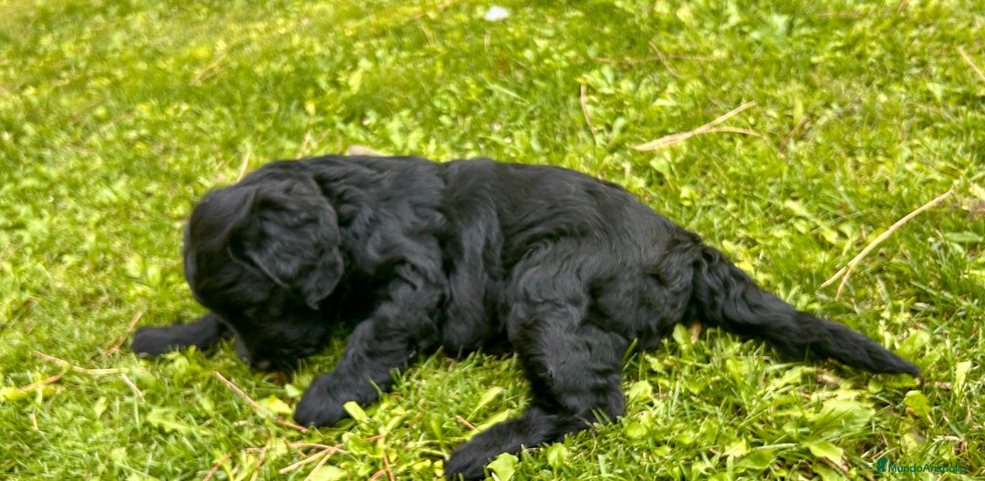 Goldendoodle perros en venta: Cachorros Goldendoodle hipoalergénicos - Imagen 16