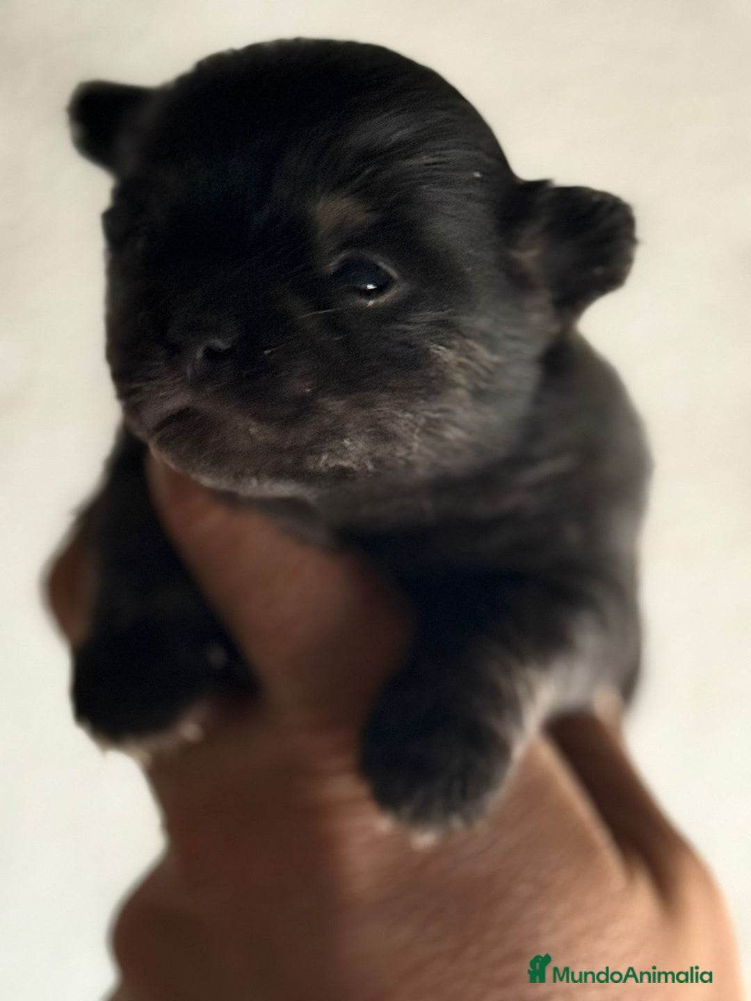 Chihuahua perros en venta: Cachorros de chihuahua toy cabeza manzana - Imagen 6