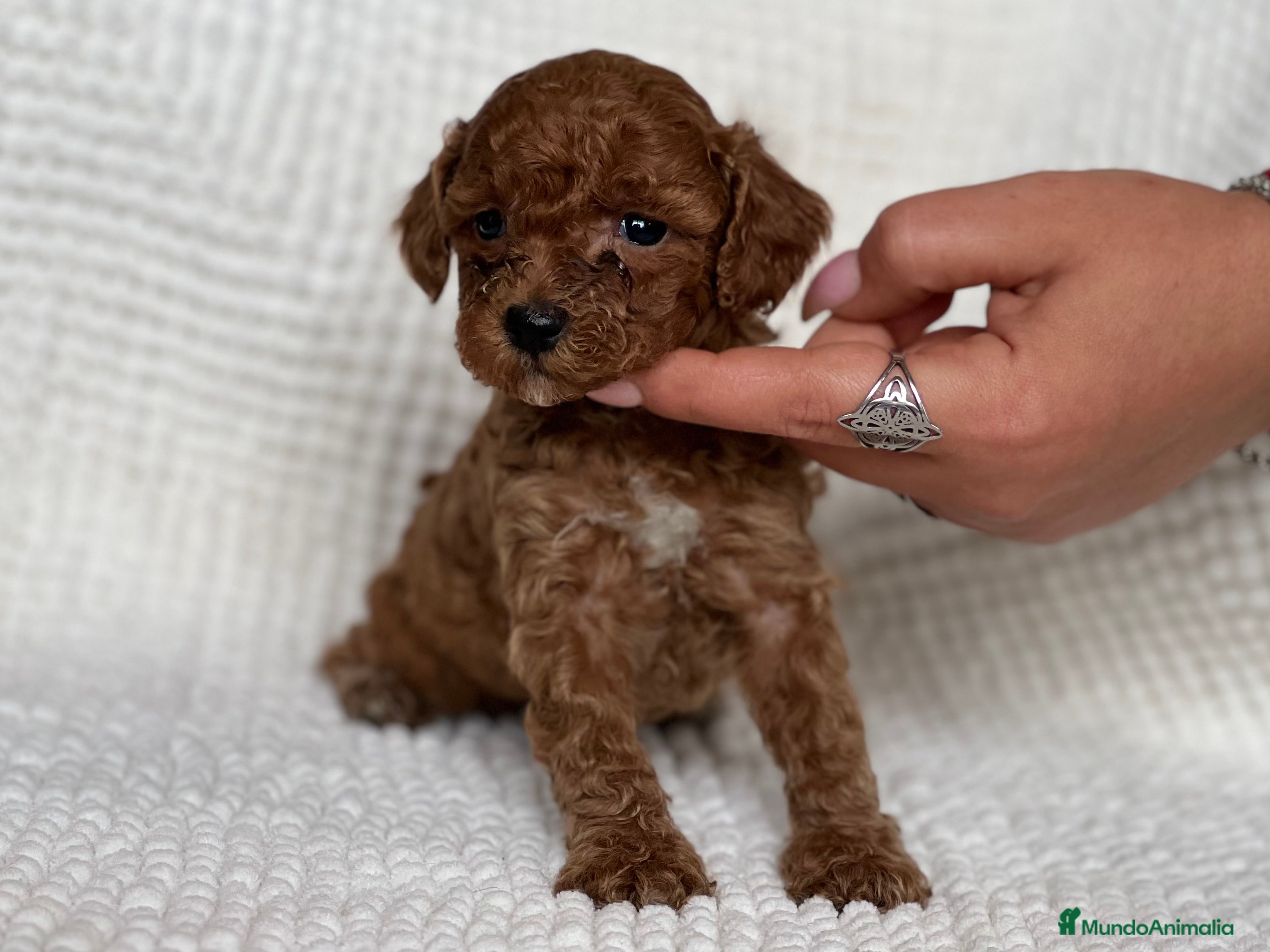 Caniche Toy perros CANICHE TOY ROJO INTENSO - Anuncio 41