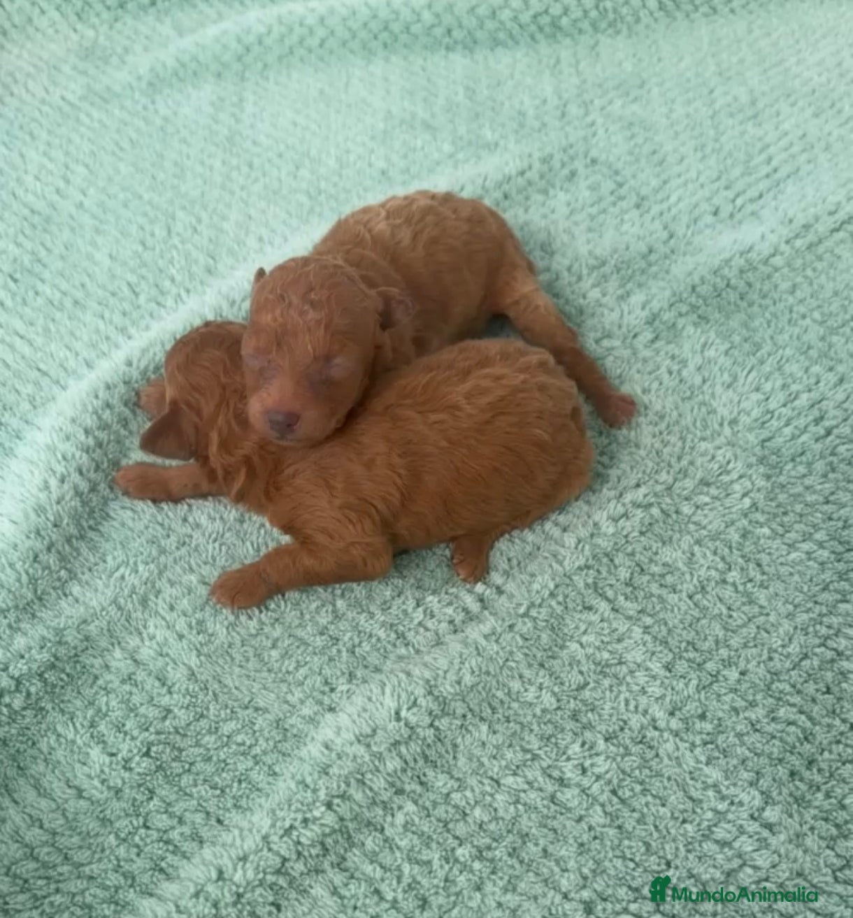 Caniche Toy perros Venta de hembritas de caniche toy  - Anuncio 1